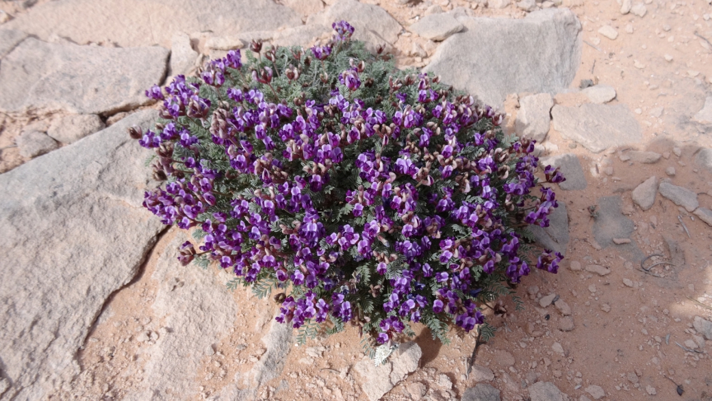 Mancos Milkvetch - Astragalus Humillimus