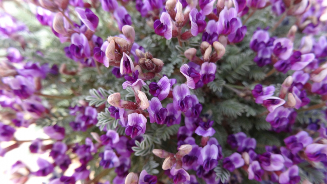 Mancos Milkvetch - Astragalus Humillimus