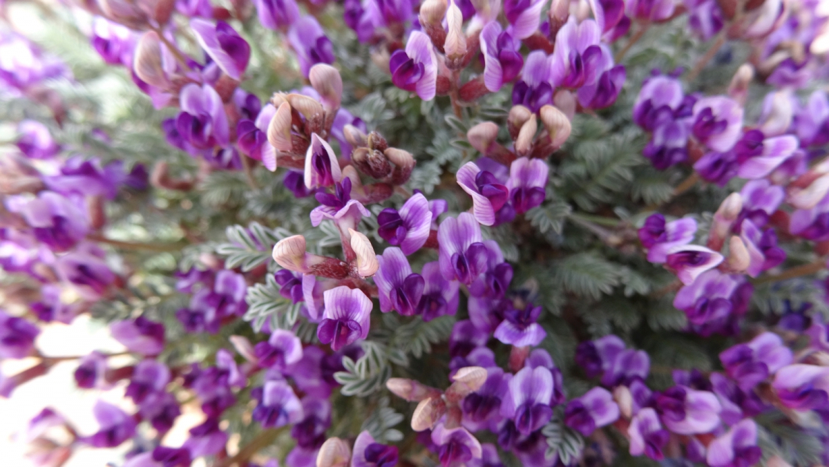 Mancos Milkvetch – Astragalus Humillimus