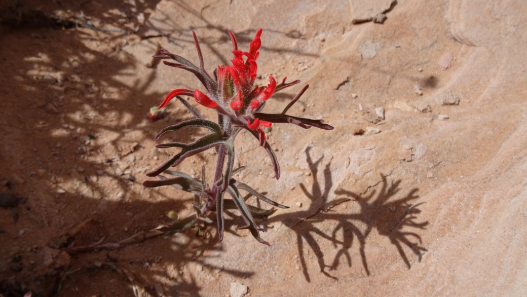 Desert Indian Paintbrush – Castilleja Chromosa