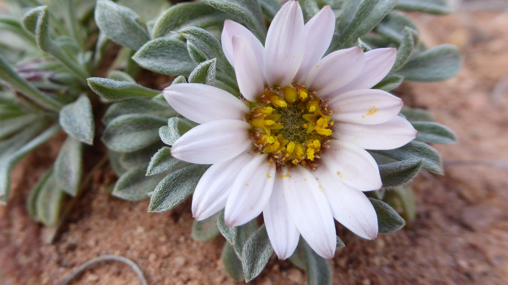 Silvery Townsendia – Townsendia Florifer