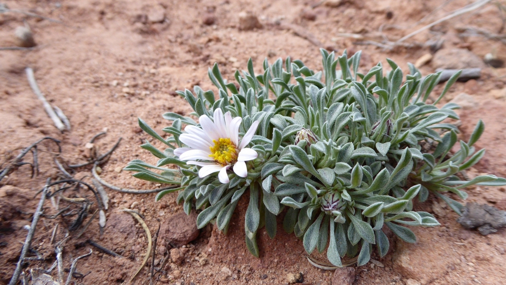 Silvery Townsendia – Townsendia Florifer