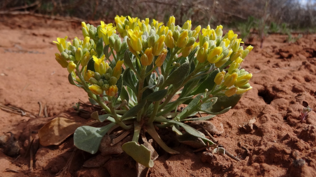 Newberry's Twinpod - Physaria Newberry