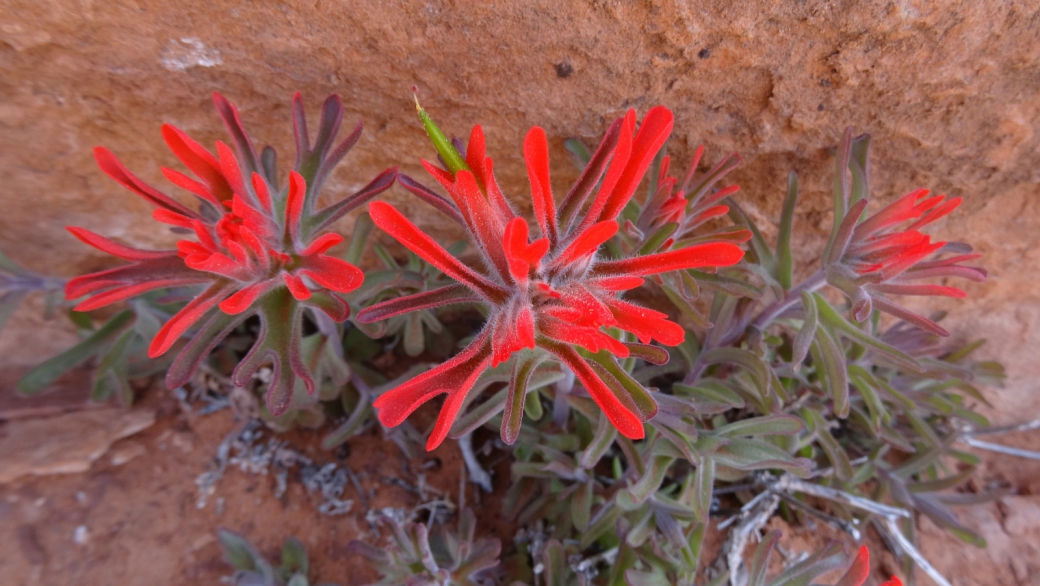 Desert Indian Paintbrush – Castilleja Chromosa