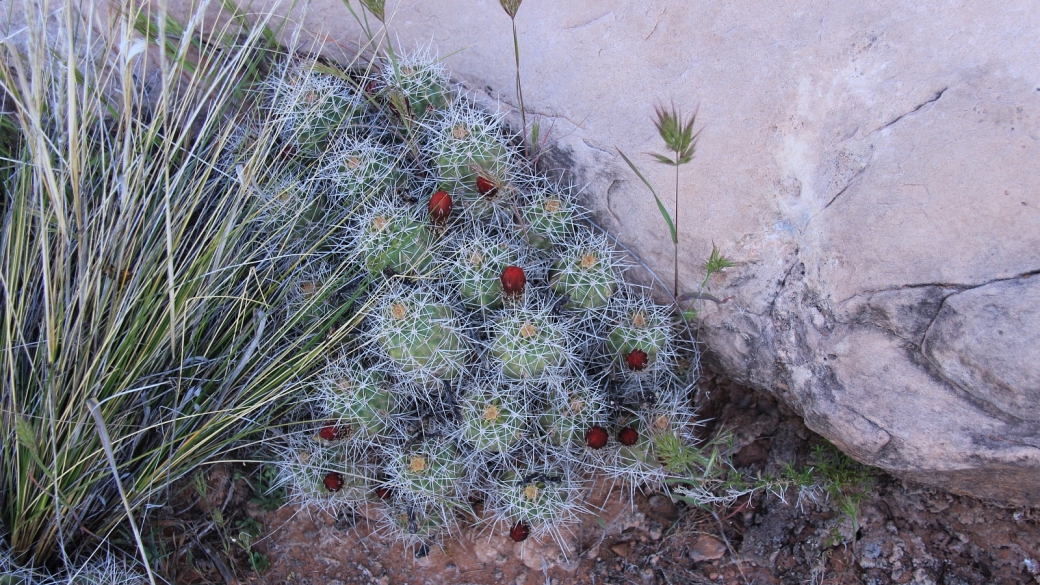 Claretcup Cactus – Echinocereus Triglochidiatus