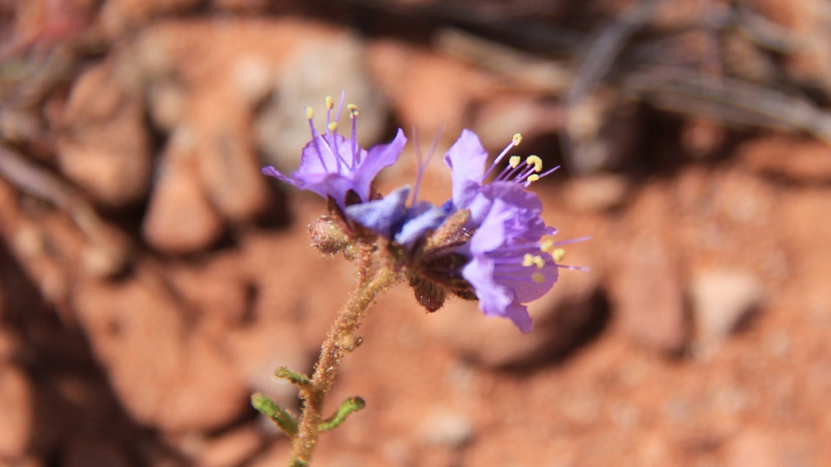 Scorpion Weed – Phacelia