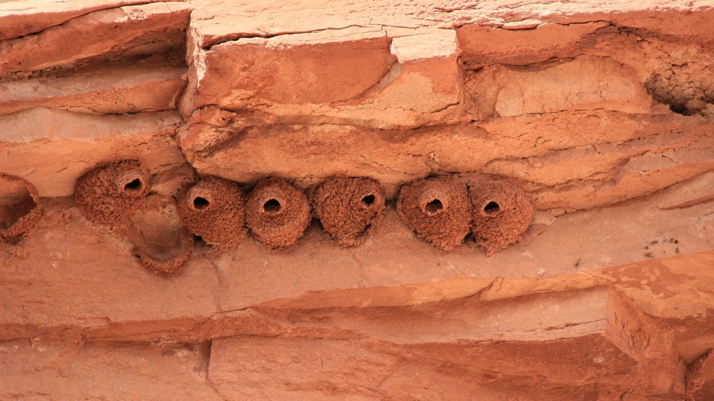 Nids d'hirondelles à Lower Fish Creek, près de Blanding, Utah.