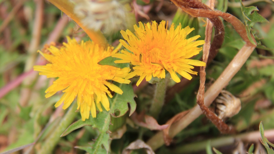 Common Dandelion - Taraxacum Officinale