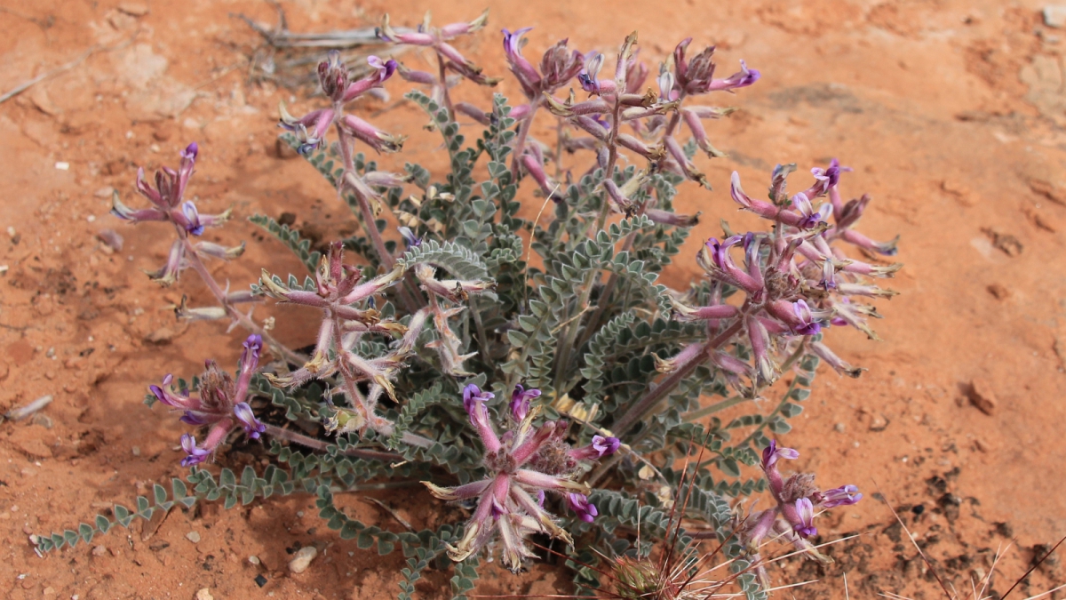 Woolly Locoweed – Astragalus Mollissimus