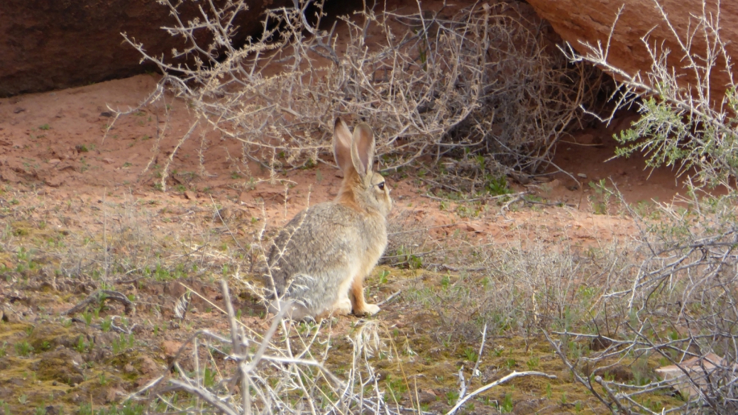 Lapin gentil à Lower Fish Creek, près de Blanding, Utah.