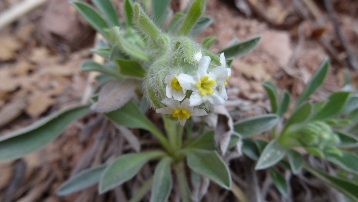 Yellow-eye Cryptanth – Cryptantha Flavoculata