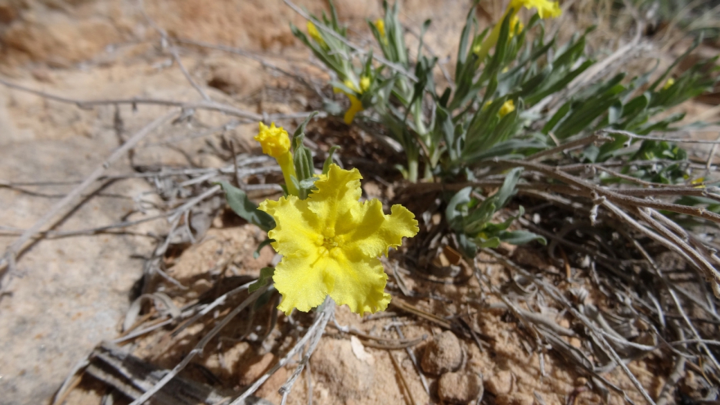 Showy Stoneseed - Lithospermum Incisum