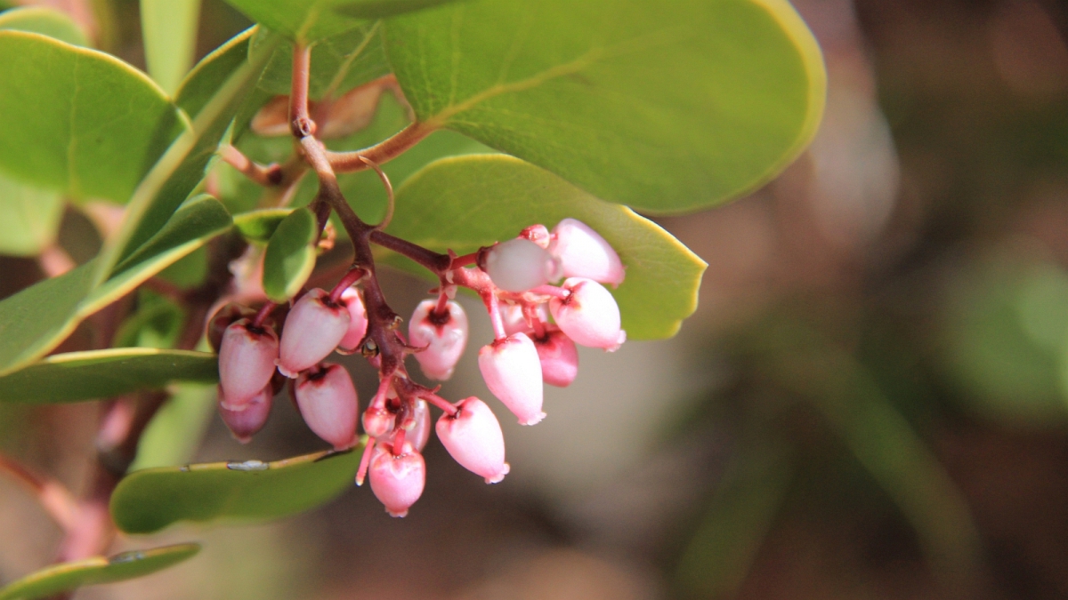 Greenleaf Manzanita – Arctostaphylos Patul