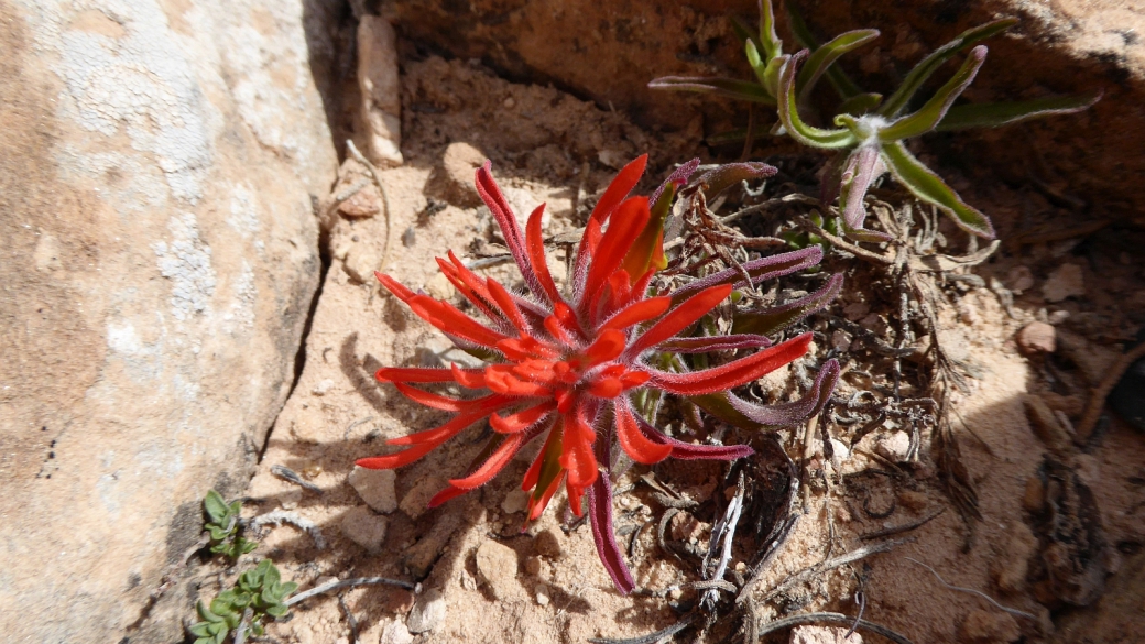 Desert Indian Paintbrush – Castilleja Chromosa