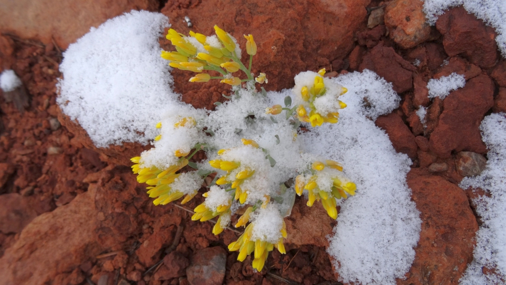 Newberry's Twinpod - Physaria Newberry