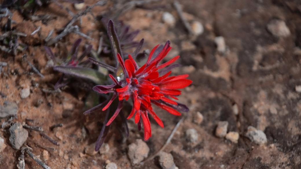 Desert Indian Paintbrush – Castilleja Chromosa