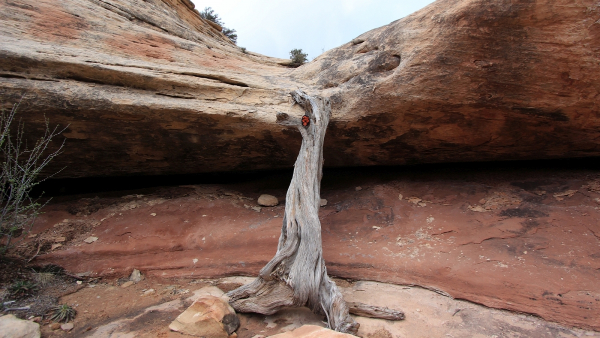 Armstrong Canyon – Natural Bridges National Monument – Utah