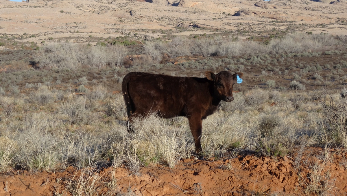 Butler Wash – Cedar Mesa – Utah