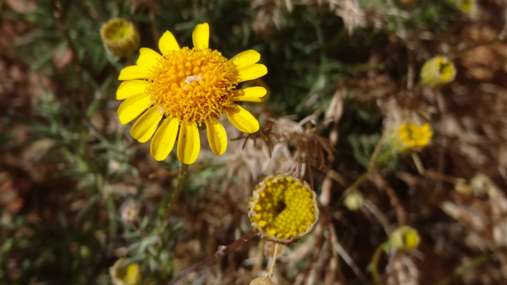 Fiveneedle Pricklyleaf - Thymophylla Pentachaeta