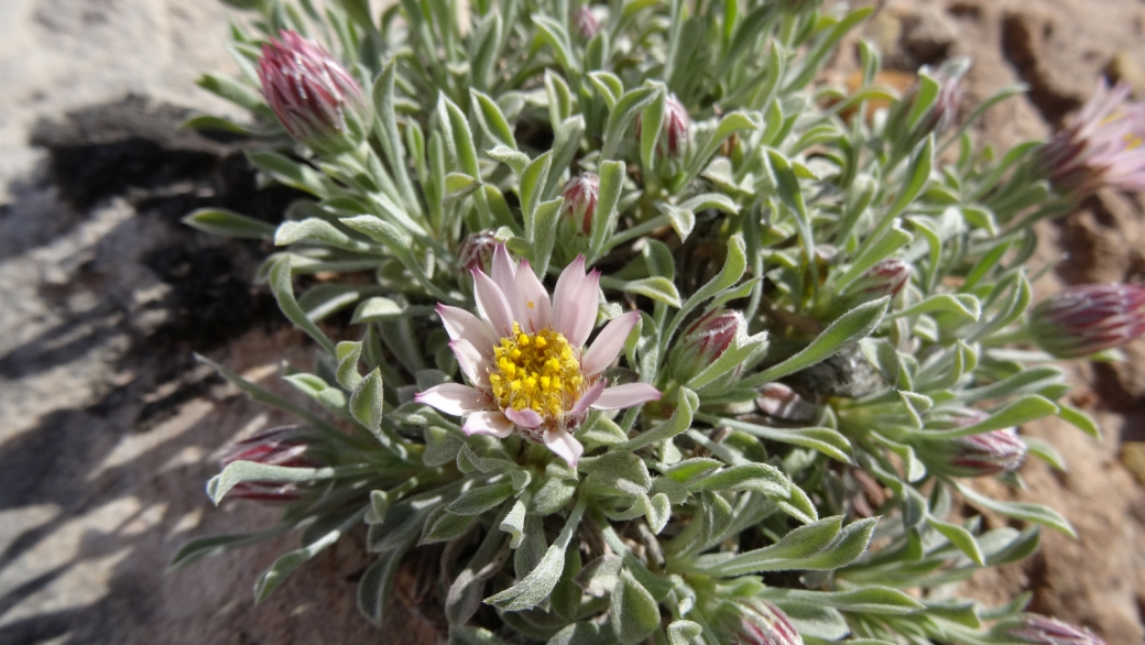 Silvery Townsendia – Townsendia Florifer