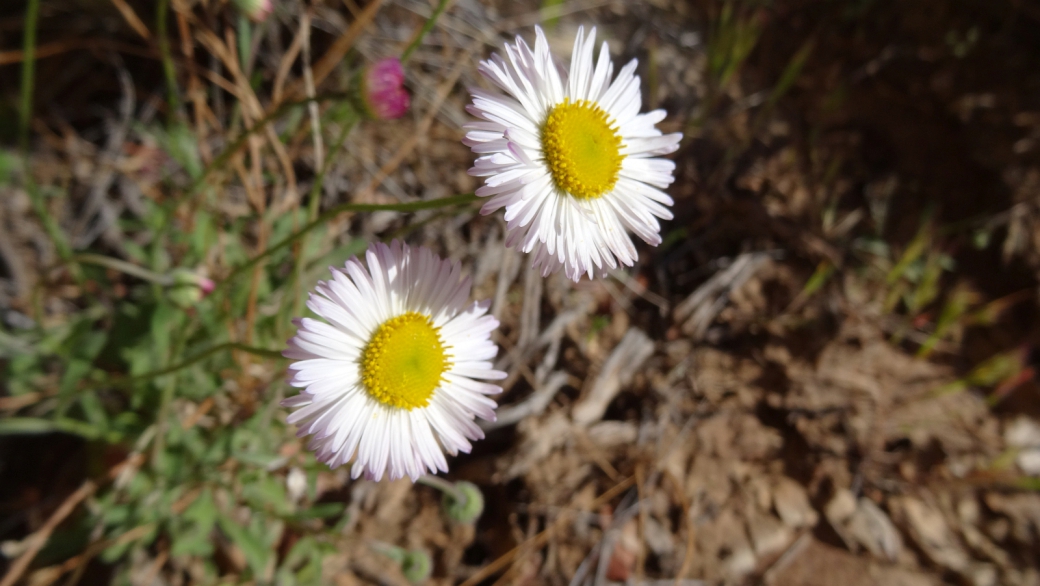 Daisy Fleabane - Erigeron Philadelphicus