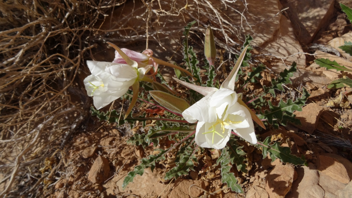 White-Stemmed Evening Primrose – Oenothera Albicaulis