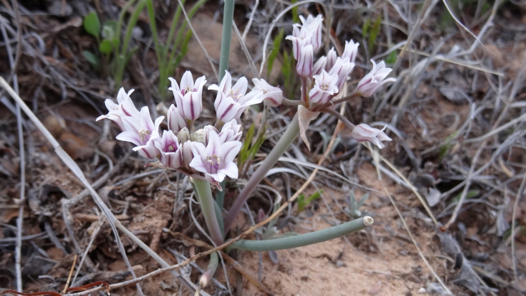 Prairie Wild Onion - Allium Textile