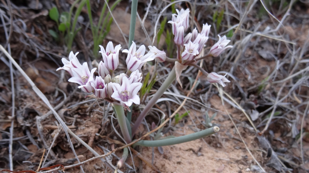 Prairie Wild Onion – Allium Textile