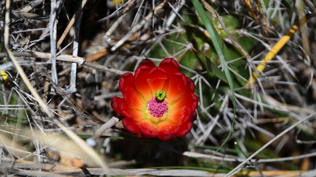 Claretcup Cactus – Echinocereus Triglochidiatus