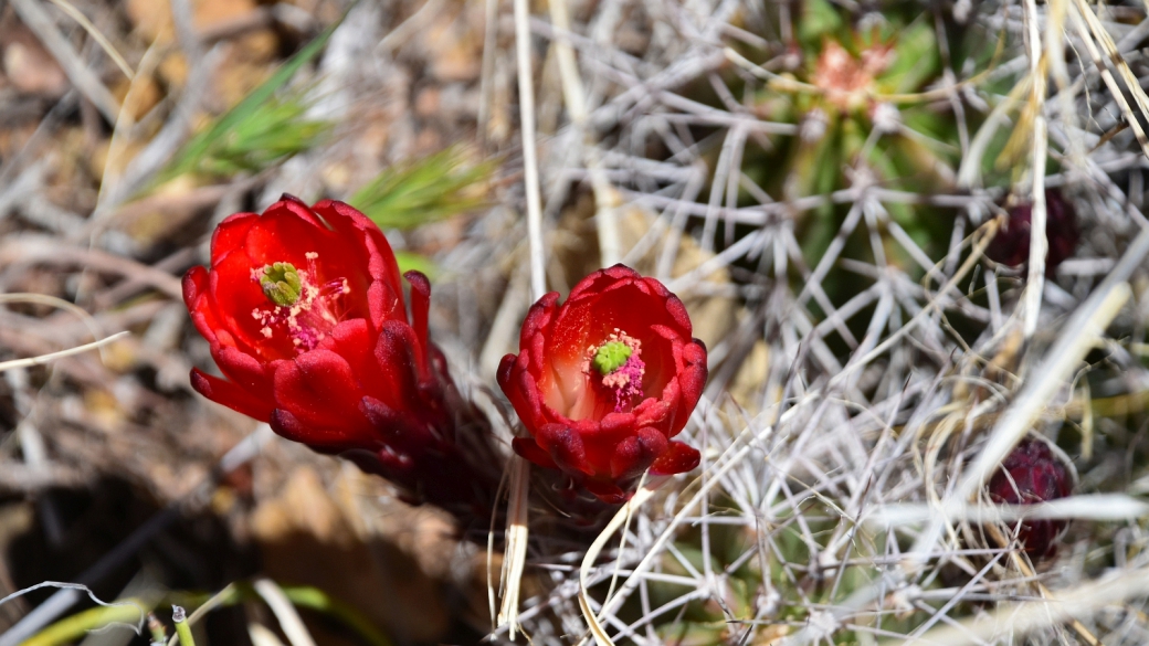 Claretcup Cactus – Echinocereus Triglochidiatus