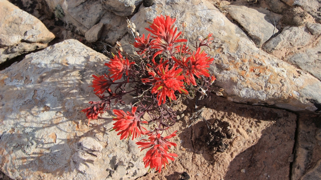 Desert Indian Paintbrush – Castilleja Chromosa