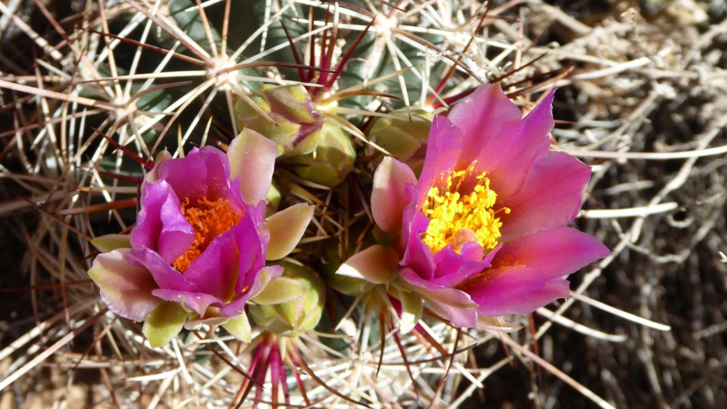 Fishhook Cactus - Mammillaria