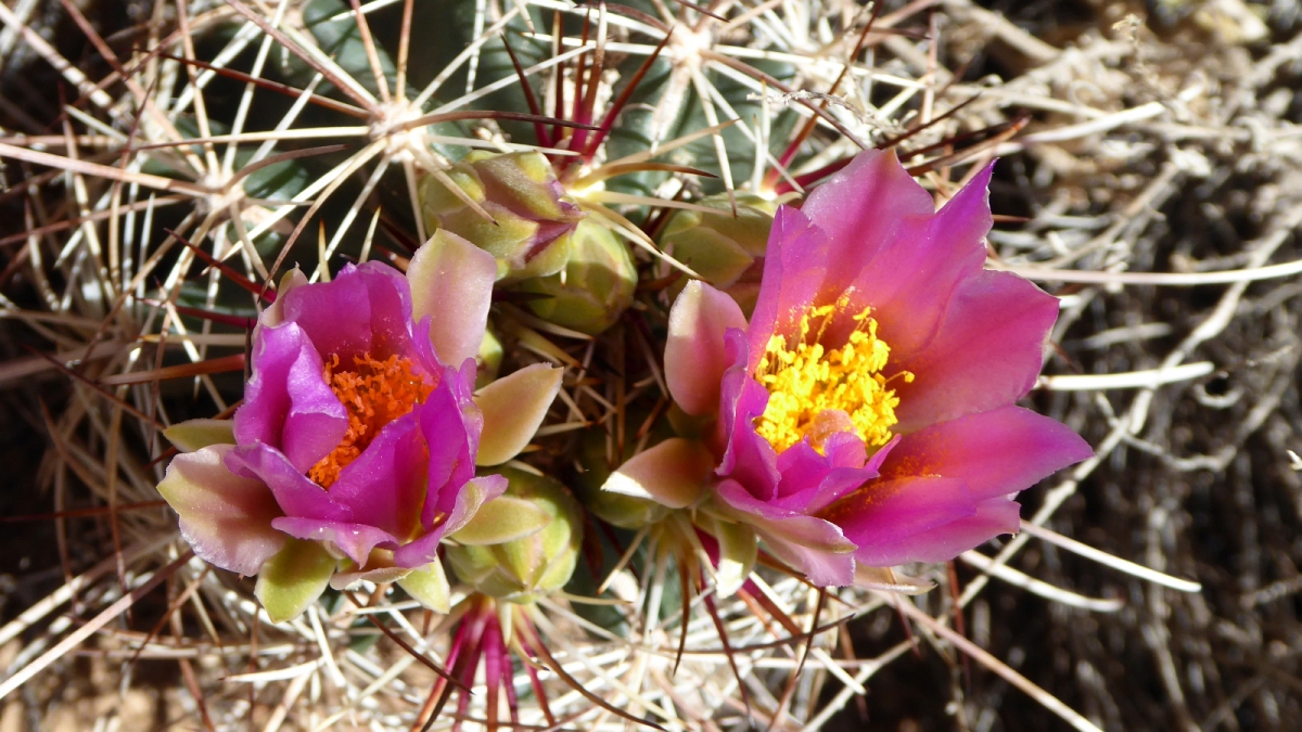 Fishhook Cactus – Mammillaria