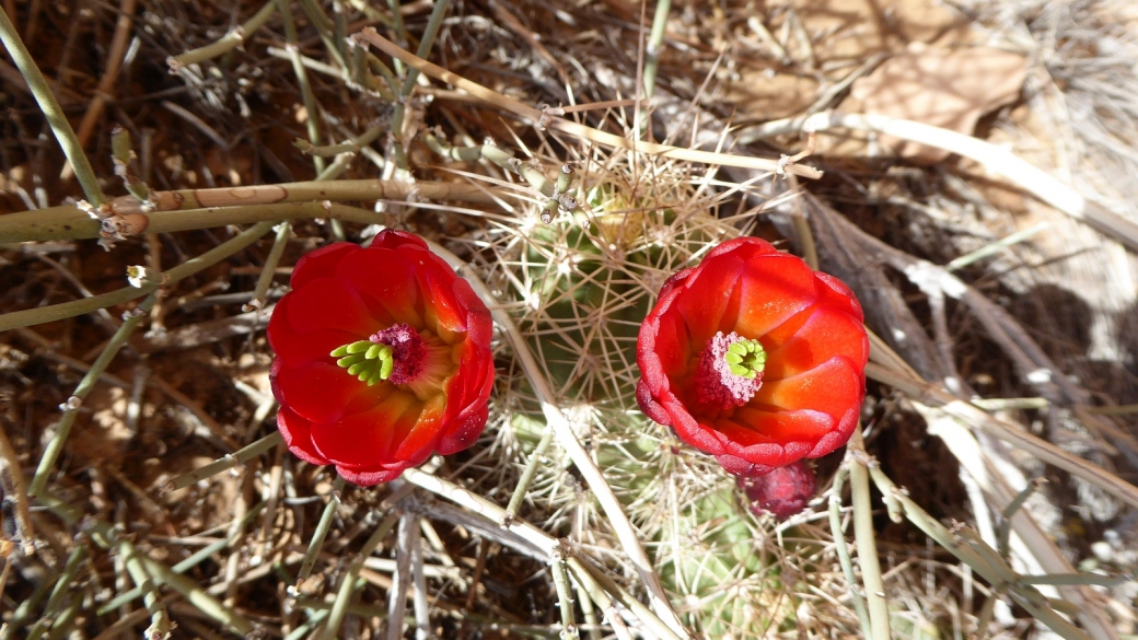 Claretcup Cactus – Echinocereus Triglochidiatus