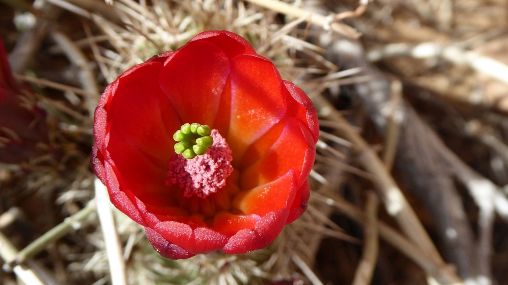 Claretcup Cactus – Echinocereus Triglochidiatus