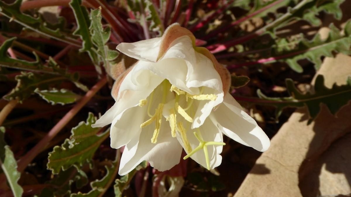 White-Stemmed Evening Primrose – Oenothera Albicaulis
