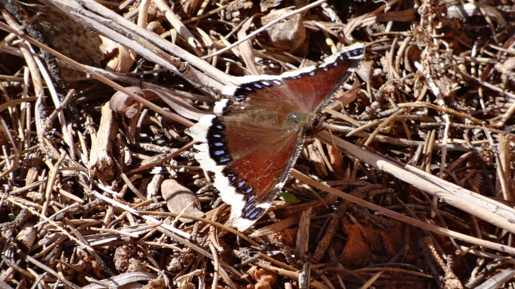 Mourning Cloak Butterfly - Nymphalis Antiopa