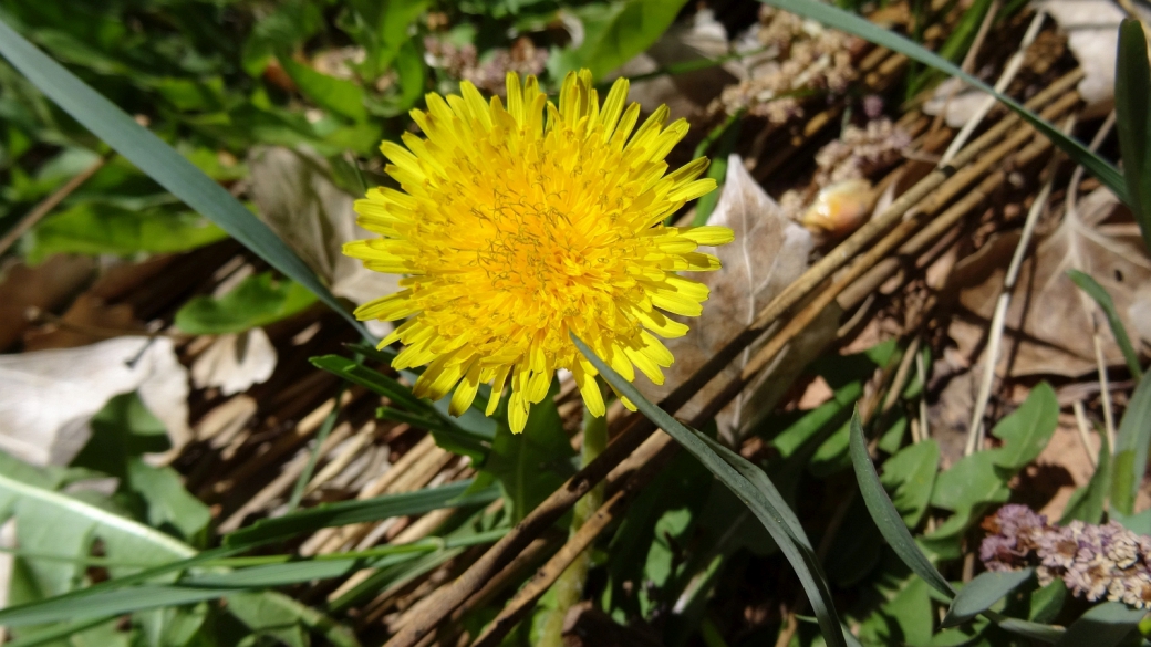 Common Dandelion - Taraxacum Officinale