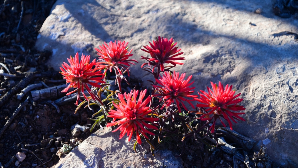 Desert Indian Paintbrush – Castilleja Chromosa