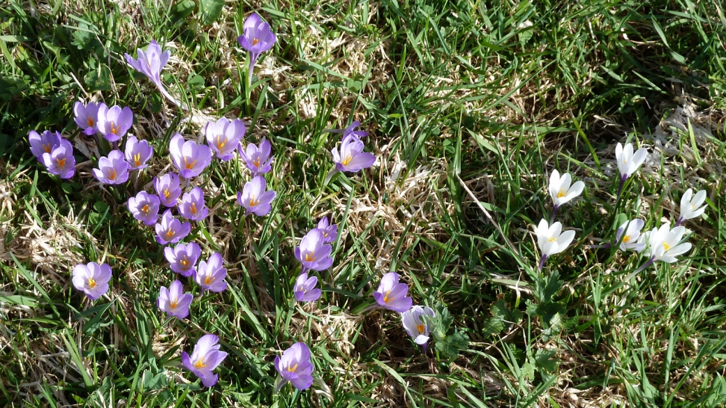 Crocus - Crocus Albiflorus