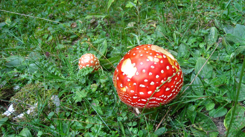 Amanite Tue-Mouches - Amanita Muscaria