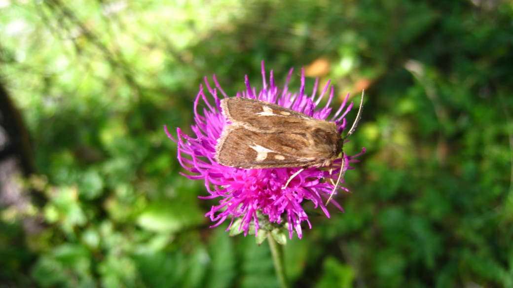 Cirse Commun - Cirsium Vulgare