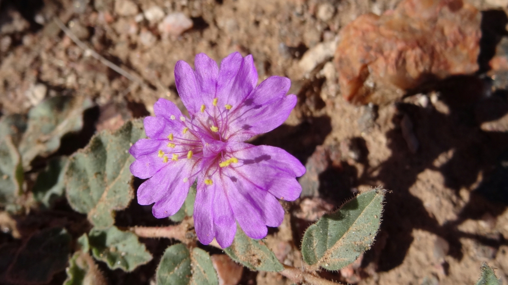 Trailing Windmills - Allionia Incarnata