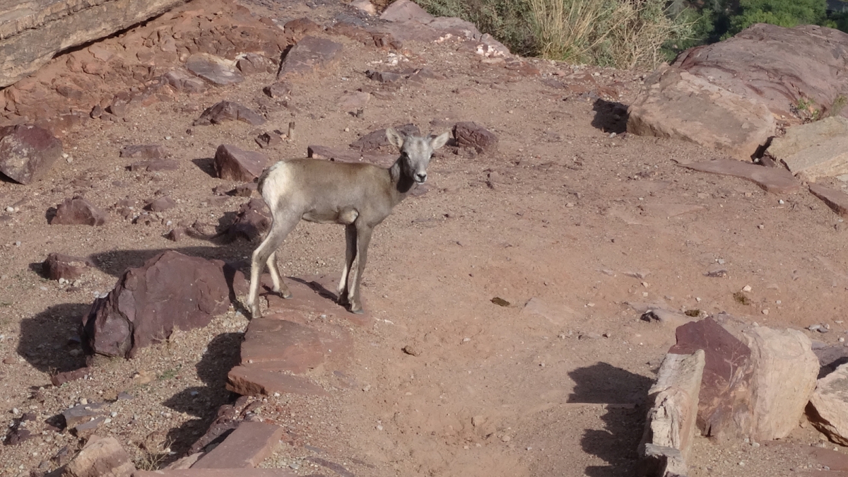 South Kaibab Trail – Grand Canyon National Park – Arizona