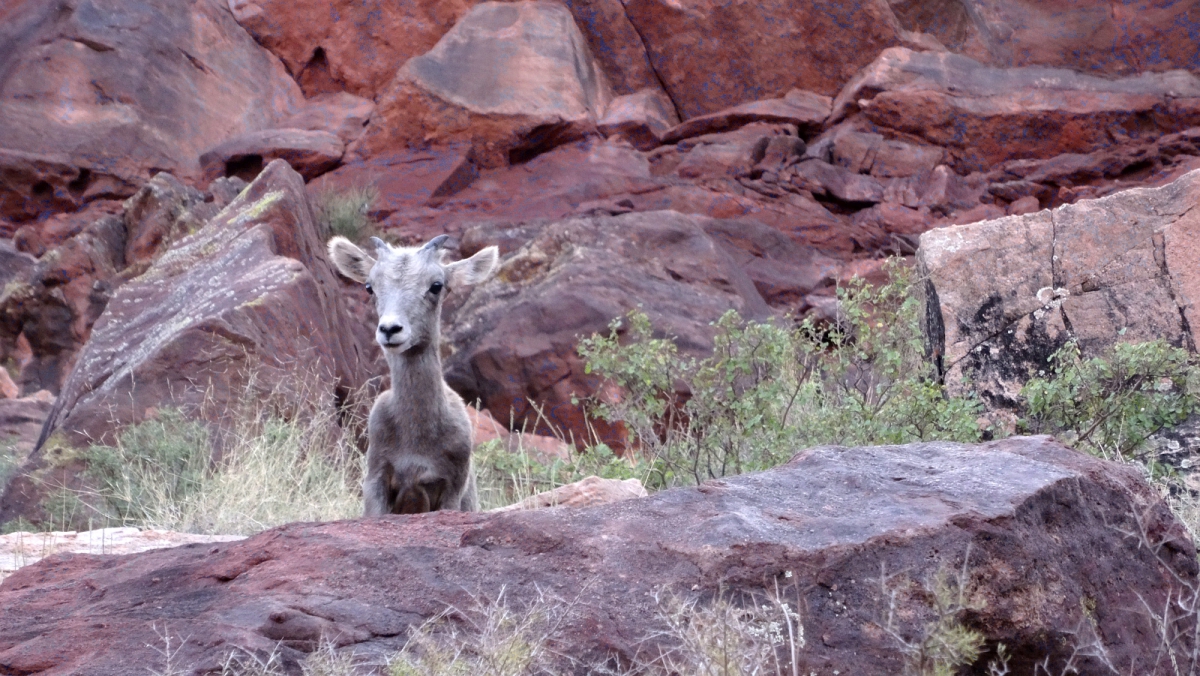 South Kaibab Trail – Grand Canyon National Park – Arizona