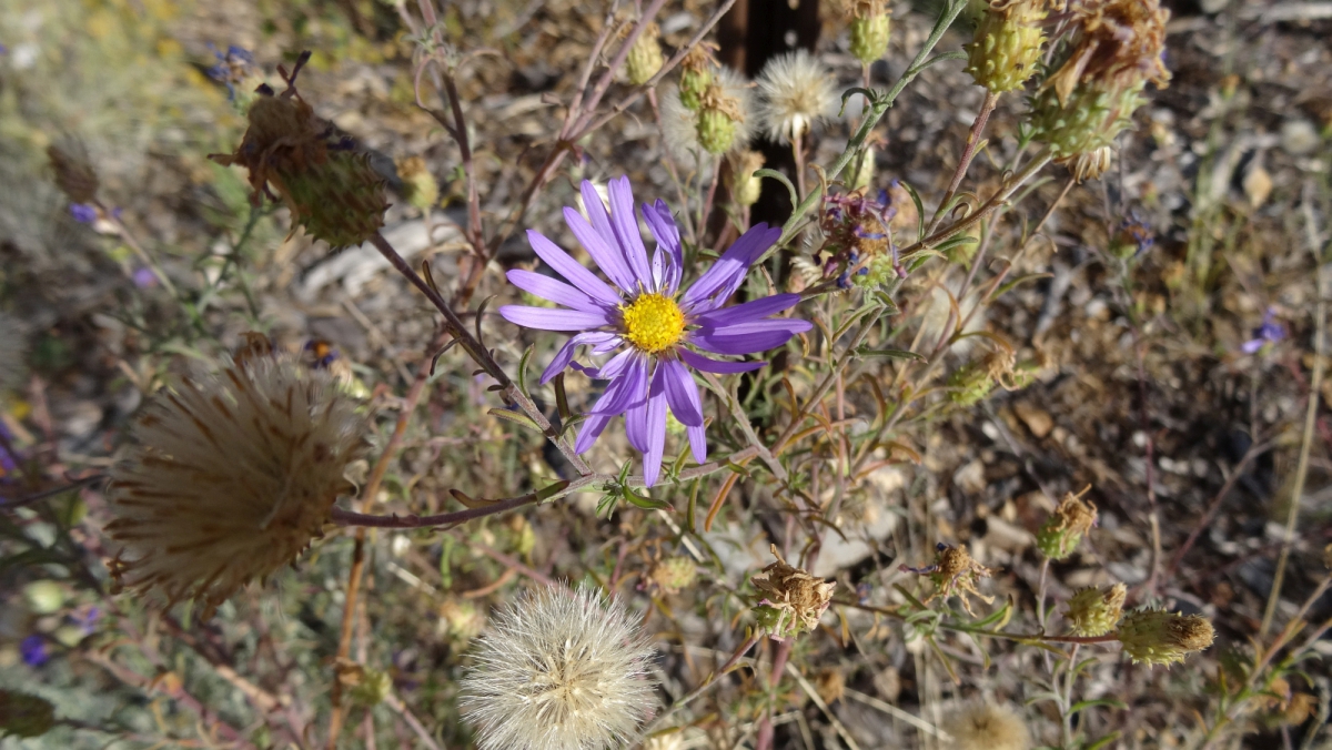 Hoary Aster – Machaeranthera Canescens