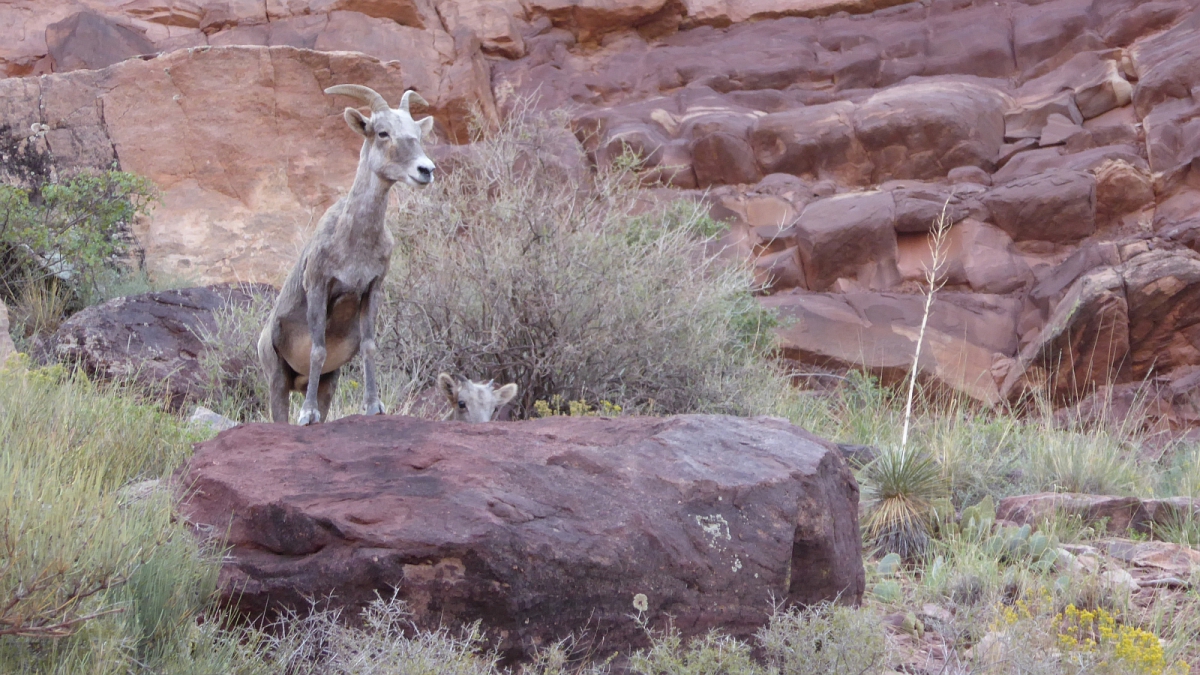 South Kaibab Trail – Grand Canyon National Park – Arizona