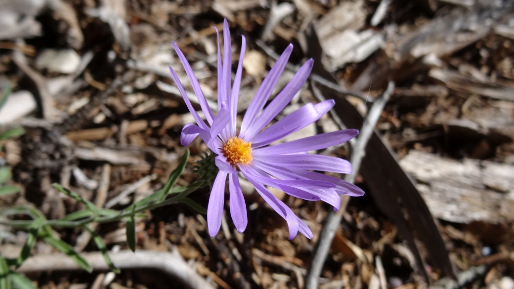 Hoary Aster – Machaeranthera Canescens