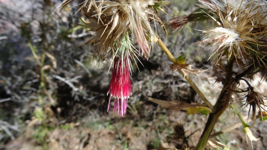 Arizona Thistle - Cirsium Arizonicum