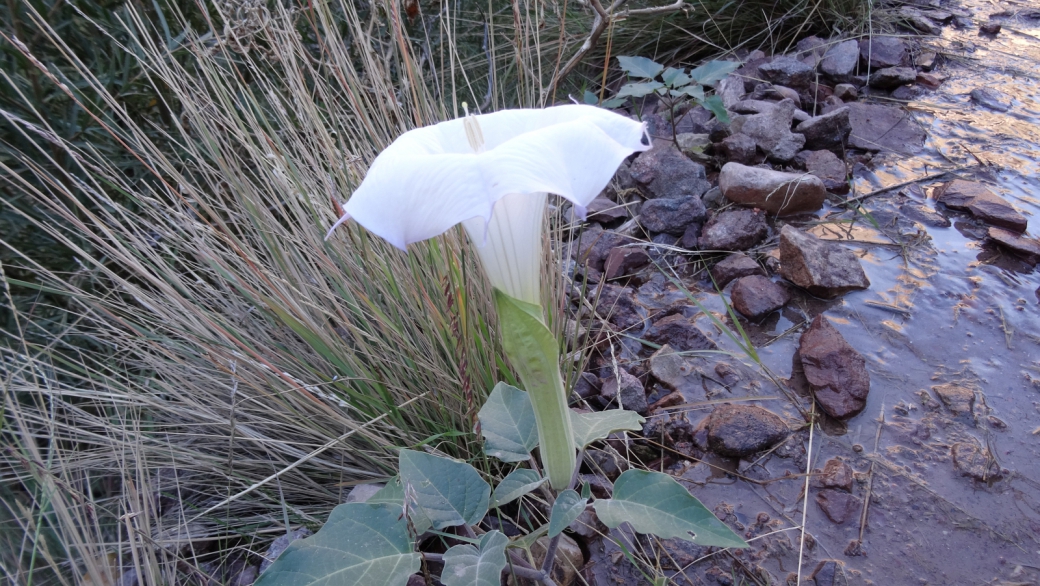 Moonflower – Datura Inoxia